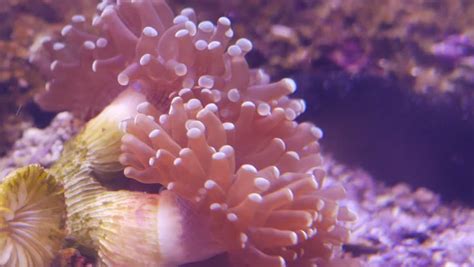Beautiful Sea Flower In Underwater Stock Footage Video 100 Royalty