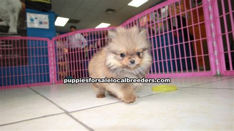 Small Pomeranian Puppies For Sale Georgia Local Breeders Gwinnett