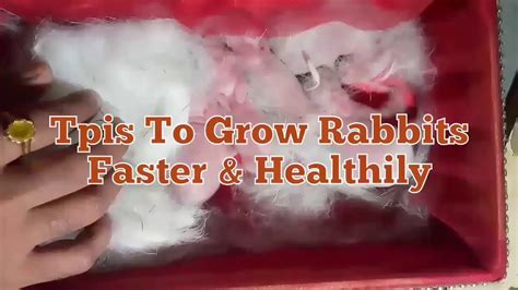Tips To Grow Rabbits Faster And Healthily1 30days Youtube