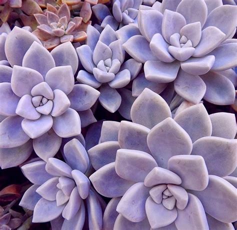 Pretty In Purple Rsucculents