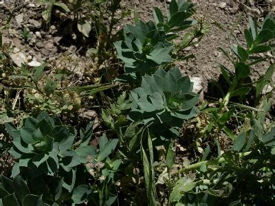 Donkey tail can refer to: Utah Poison Control Center Poisonous Plant Guide