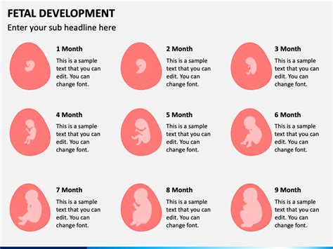 The Growth Cycle Of A Fetus