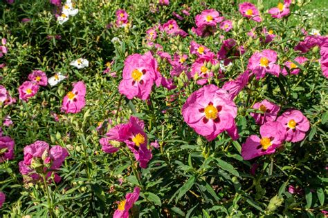 Cisto, arbusto sempreverde dai fiori increspati | Coltivazione