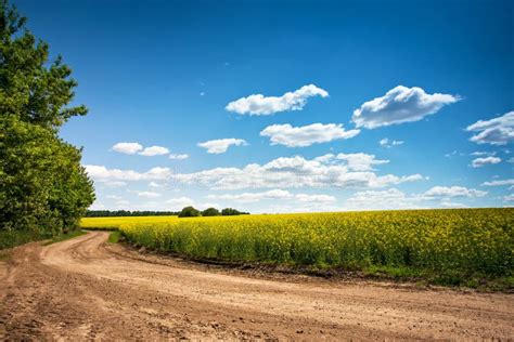 Dirt Road In Flowering Field Beautiful Countryside Sunny Day Stock