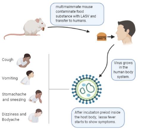 Mode Of Transmission Of Lassa Fever And Some Of The Symptoms