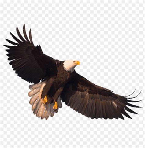 Contribute to beniroquai/tensorflow_seagle development by creating an account on github. free PNG Download eagle png images background PNG images ...