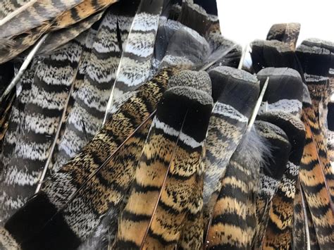 Exotic Feathers 5 Pieces Brown And Black Ruffed Grouse Tail Feathers