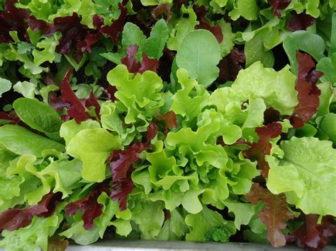 The plants will grow year after year, sometimes even up to 30 years. Pin on Share Gardening Ideas