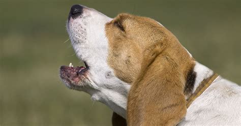 As a ambitious person diamond pet foods allowed room to grow, prosper within your department if u was able to get past the expectations of most quality assurance workers. Behavior | Diamond Pet Foods