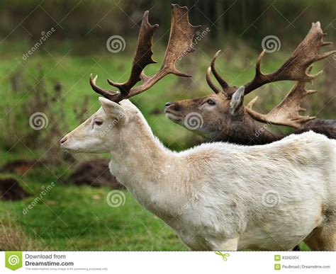 Fallow Deer Stag Rare Whiite Variety Stock Photo Image Of Sociable