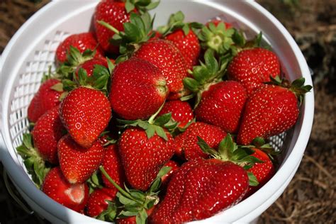 Strawberry Picking In North Carolina 16 U Pick Farms To Visit