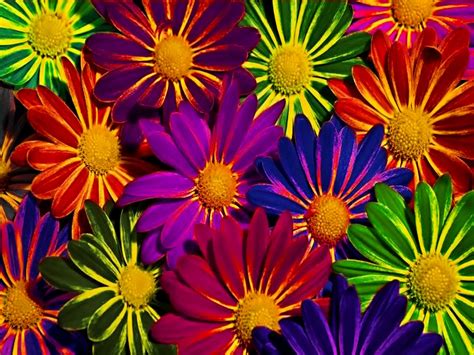 Colorful Flowers Wallpapers Wallpapers Gallery
