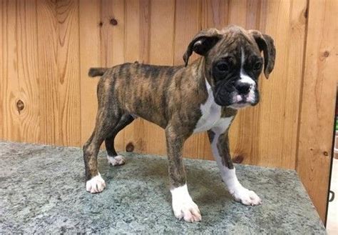 All of our pups will it is extremely important to ensure that your boxer pup is perfectly healthy and free from any. Boxer Puppies For Sale | Oregon City, OR #261866 | Petzlover