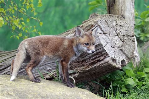 Fox Den By Megan Lorenz 500px Fox Red Fox Cute Animals