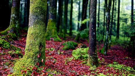 Wallpaper Trees Moss Bark Forest Hd Picture Image