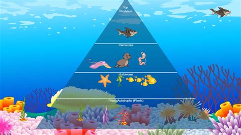 Ocean Food Chain Pyramid Tynker
