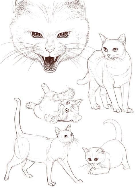 Cat Drawing Practice By Orangedk On Deviantart