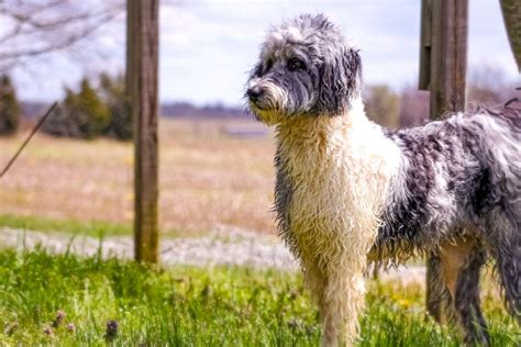 Aussiedoodle Dog Breed Information And Characteristics Daily Paws
