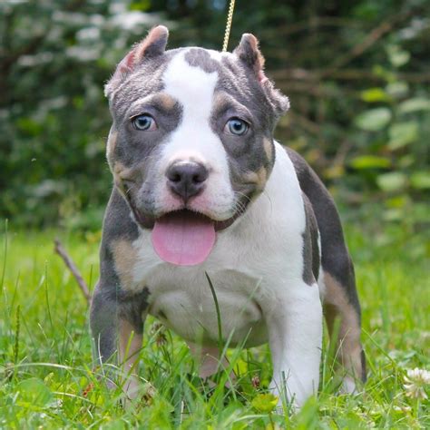 You'r guarantee for your purchase. My American Bully puppy at 10 weeks old and so cute and ...