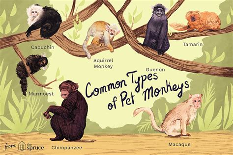 7 Kinds Of Primates That Can Be Kept As Pets