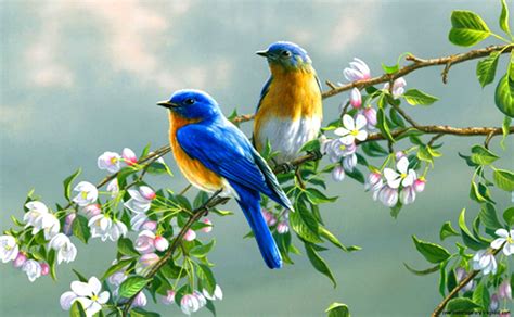 Beautiful Spring Flowers Birds Birds Images Download 1600x989