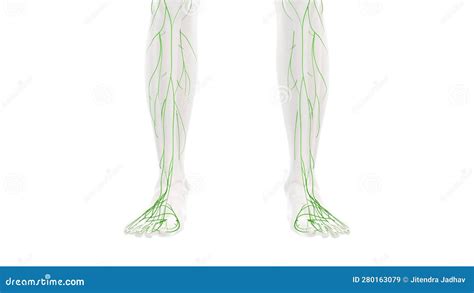 Anatomie Van Het Menselijk Lymfestelsel Stock Afbeelding Image Of