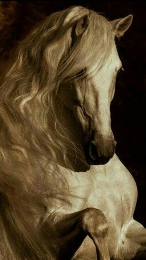 Beautiful Horse Pictures Beautiful Arabian Horses Most Beautiful