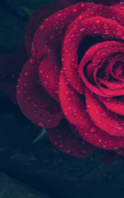 Red Rose With Water Drops 4k Wallpaper Best Wallpapers