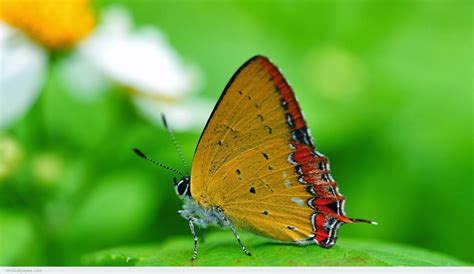 🔸find the best 4k live wallpapers: full hd nature wallpapers 1080p desktop - Mobile wallpapers