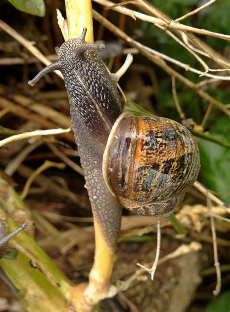 Where to buy live garden snails. Garden Snail | NatureSpot