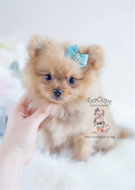 Tiny Teacup Pomeranian Puppies Teacups Puppies And Boutique
