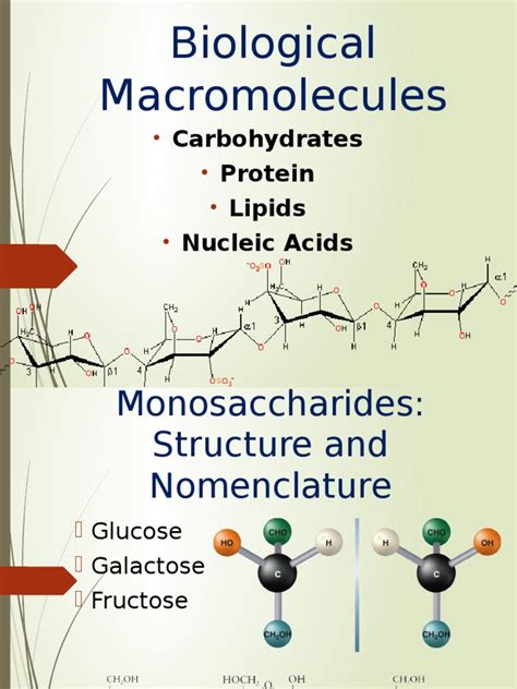 Biological Macromolecules Carbohydrates Glucose
