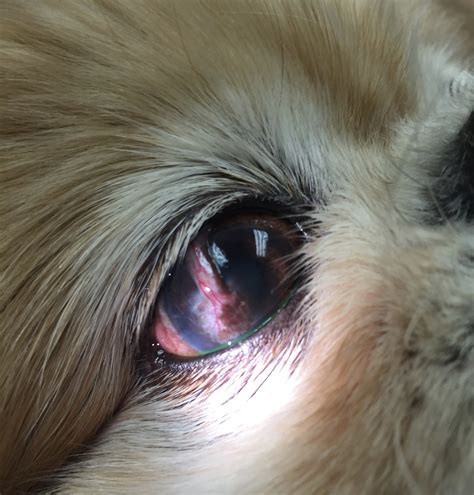 What Is An Ulcer In A Dogs Eye