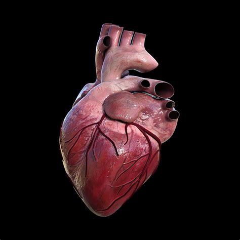 Human Heart D Model Online