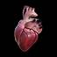 3d Human Heart