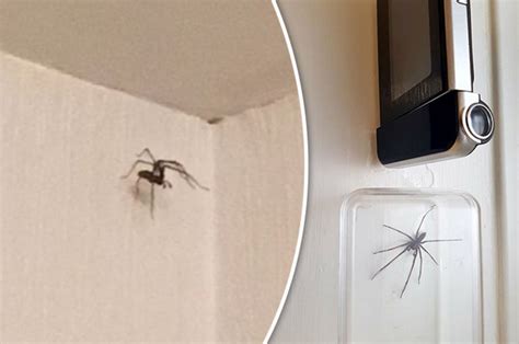 spider invade homes giant arachnids so huge they set off burglar alarms daily star