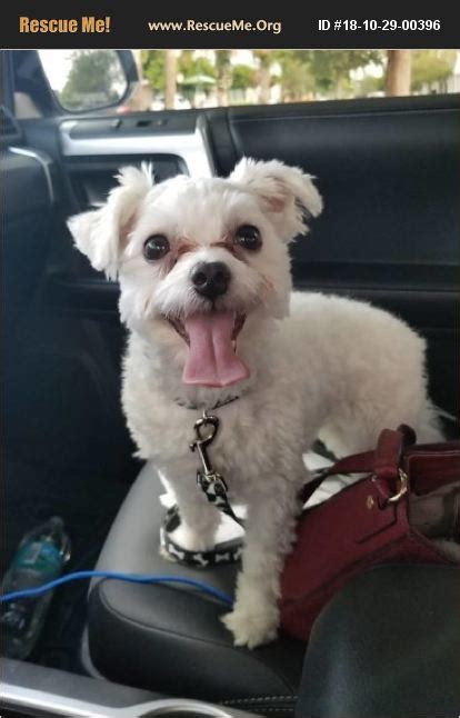 Maltese puppies and dogs tend to be bold, confident and social. ADOPT 18102900396 ~ Maltese Rescue ~ Miami, FL