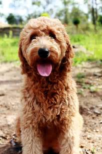 Even better, a good standard poodle is one of the smartest and most trainable of all breeds. Hybrid Dogs Breed Group - Inside Dogs World