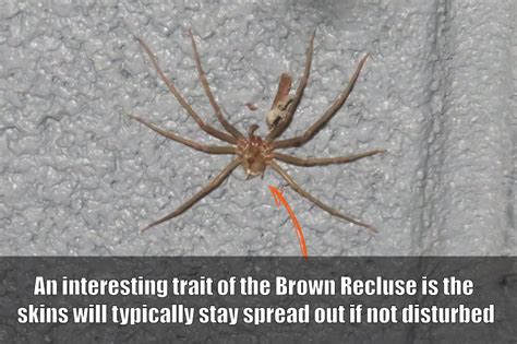 Then make two new sentences in the passive: Spiders In Kentucky - The Brown Recluse
