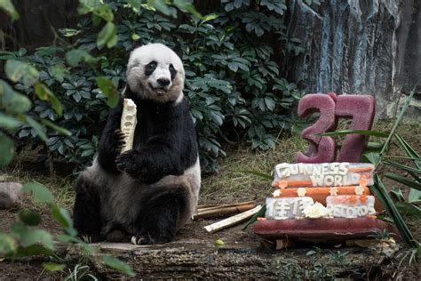 Worlds Oldest Panda In Captivity Dies In Hong Kong Daily Sabah