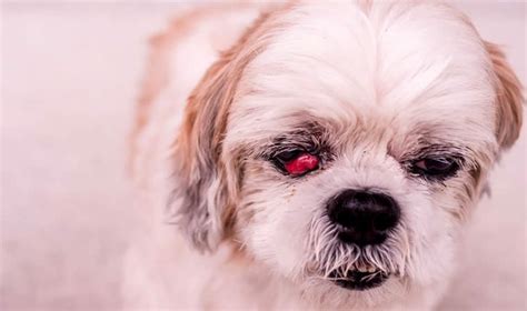 Olho De Cereja Em Cães Causas Como Tratar E Cuidados