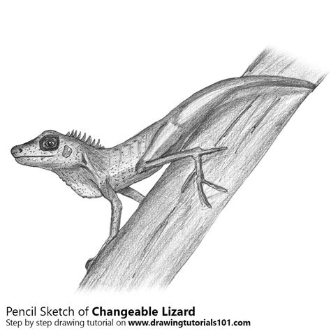 Austen pinkerton artwork lizard for sale and offering more original artworks in drawing medium and animals theme. Changeable Lizard Pencil Drawing - How to Sketch ...