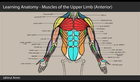 04 Learning Anatomy Muscles Of The Upper Limb Anterior