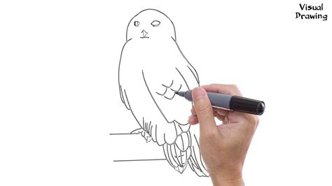 Snowy Owl Drawing Easy How To Draw A Snowy Owl Flying For Beginners