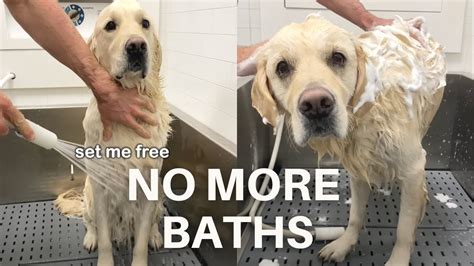 Golden Retriever Hates Bath Time Youtube