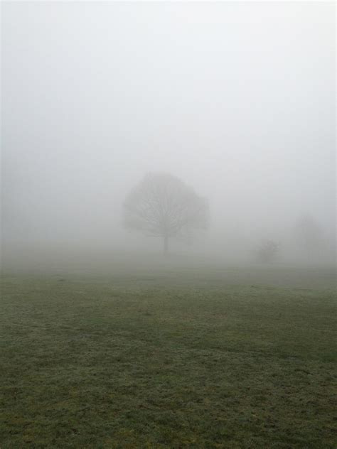 Free Images Landscape Tree Nature Grass Horizon Cloud Fog