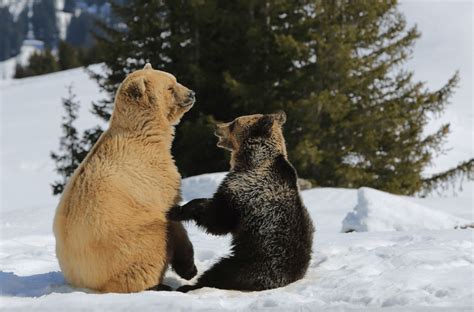 Arosa bärenland (en) bärenschutzzentrum bei arosa im bündnerischen media in category arosa bärenland. Erster Bewohner vom Arosa Bärenland verstorben - Wild beim ...