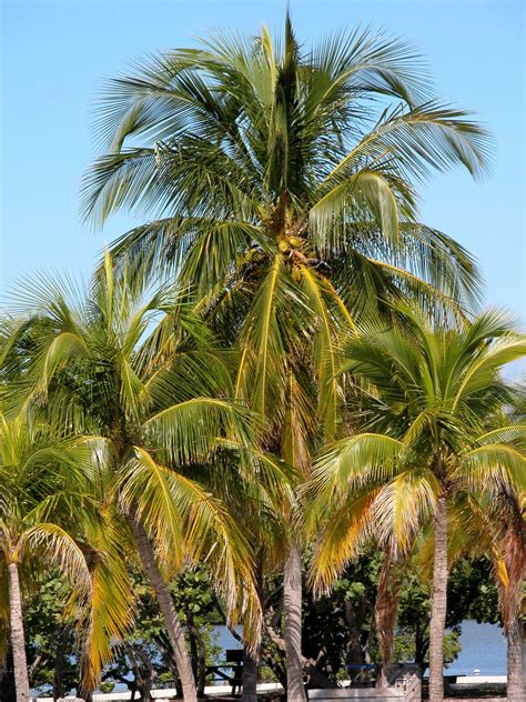 Coconut Palm Tree Free Stock Photo Public Domain Pictures