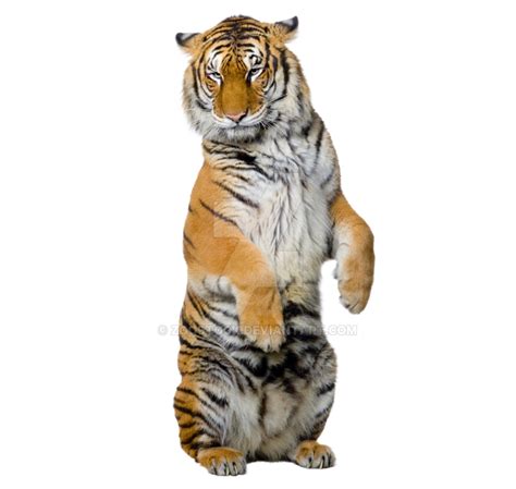 Sitting Tiger Png High Quality Image Png Arts