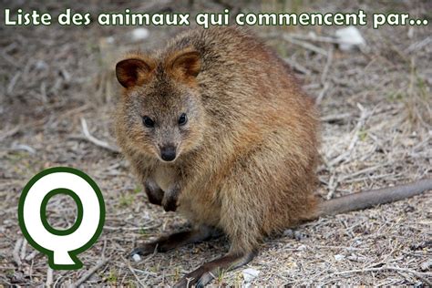 Liste des animaux en Q - liste-animaux.com